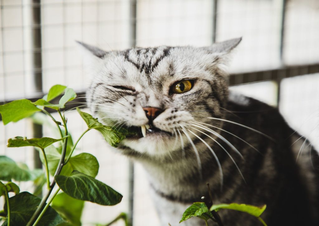 cat safe plants