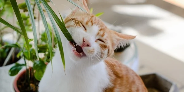 Transform Your Garden into a Cat-Friendly Oasis Easily